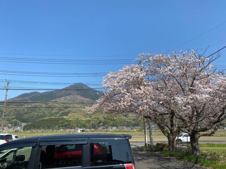 茨城の桜
